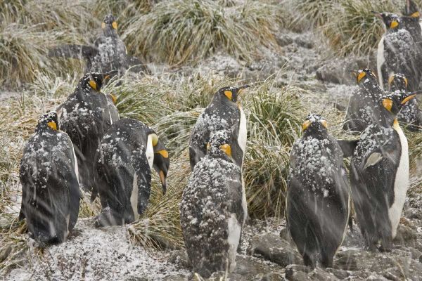 South Georgia Isl, King penguins in snowstorm
